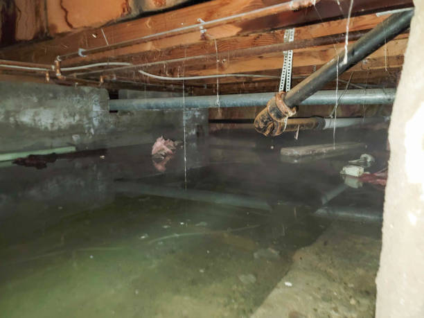 Best Carpet water damage restoration  in Tabor City, NC